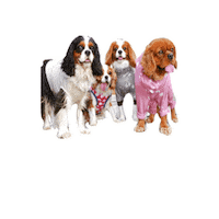 Dogs Love Sticker