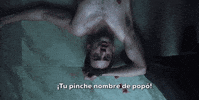 club de cuervos GIF by netflixlat