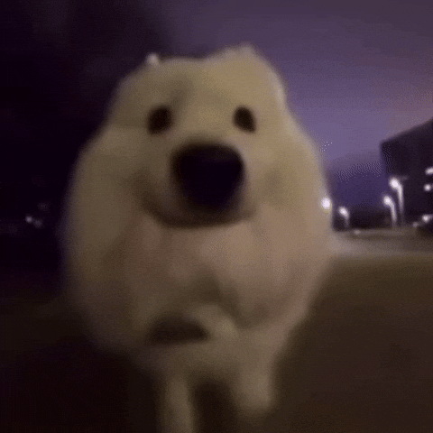 Cute Dog Pov GIF by Respective