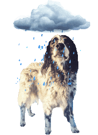 rainy day dog Sticker by Tales&Tails