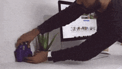 inspiratuestilo  GIF