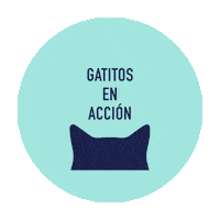 gatitosenaccion gatos gatitos gatitos argentina gatitosenaccionargentina Sticker