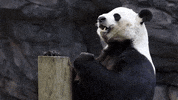 Hungry Panda Bear GIF by ZooATL