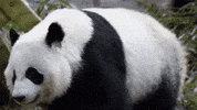 Hungry Panda Bear GIF by ZooATL