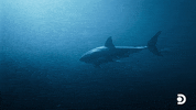 Double Trouble GIF by Shark Week