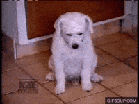 stfuuuuuuuuuuu dog sleepy GIF