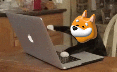 bonkcoin giphyupload cat omg typing GIF
