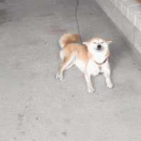dog smiling GIF