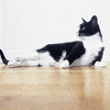 animal s cat GIF
