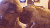 Cocoandbarley licks dog kisses woofs cocoandbarley GIF
