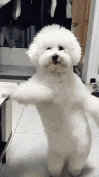 paxtheprodigee dancing dog blake dancing dog GIF
