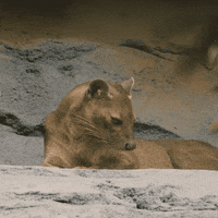 happy baby animals GIF by San Diego Zoo