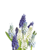 Flower Sticker by Gardelly Holland