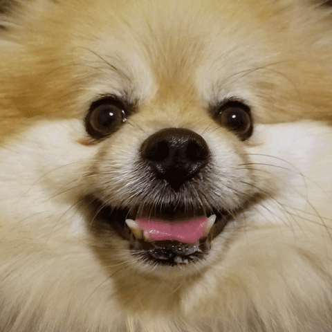 Happy Dog GIF by Munjo Munjo