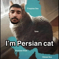 Persian Cat GIF