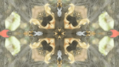 Art Film GIF by jorgemariozuleta