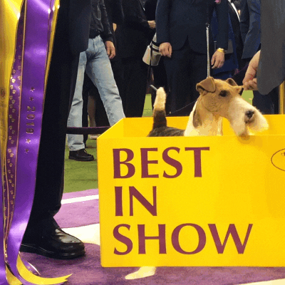 wire fox terrier king GIF by Westminster Kennel Club