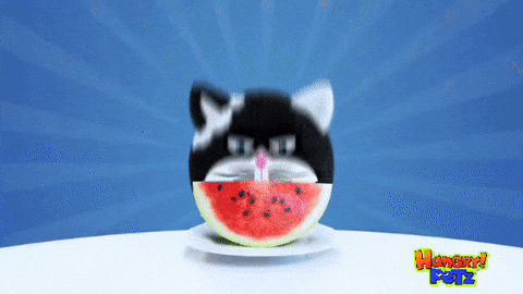 Angry Cat GIF by HangryPetz