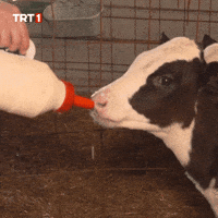 Hungry Baby GIF by TRT