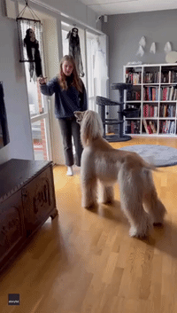 Afghan Hound Has Hilarious Reaction to Halloween Decorations