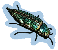 Sparkle Bug Sticker