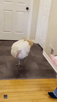 Woman Introduces Pet Turkey to Family at Thanksgiving Gathering