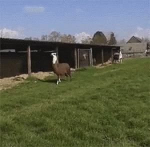Alpaca GIF by memecandy
