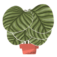 Plant Houseplants Sticker