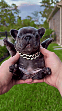 Cute Puppy GIF by Grandiose Frenchies