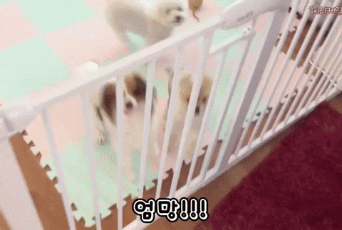 장혜리 GIF