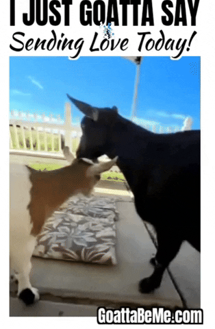 How Are You Pet Gifs GIF by Goatta Be Me Goats! Adventures of Java, Toffee, Pumpkin and Cookie!