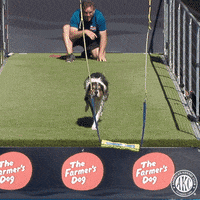 Cannon Ball Dogs GIF by American Kennel Club