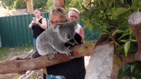 Sammi the Koala Curiously Explores New Enclosure