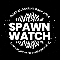 Coral GIF by Roatan Marine Park