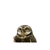 Burrowing Owl Sticker by Valley Zoo Development Society