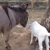 Rescue Goat Thrives as She Enjoys Eating Donkey's Hair