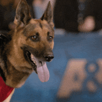Dog GIF by A&E