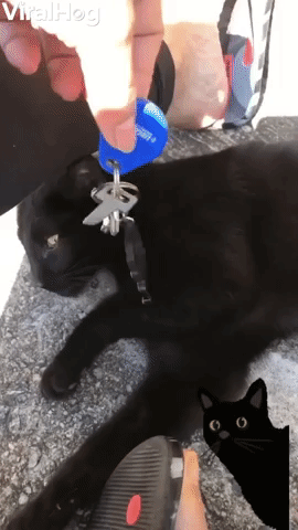 Black Cat Brings Good Luck 