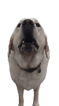 Lab Bark Sticker by ccvnola