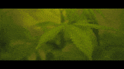 Sub Pop Smoking GIF by Sub Pop Records