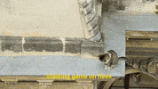 youtube red cat GIF by YouTube Originals