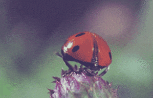 entomology GIF