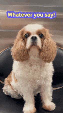 Whatever You Say Dog GIF by DrBenComedy