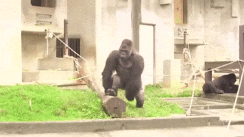 Great Ape Zoo GIF