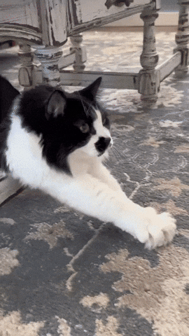 Cat GIF