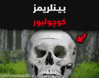 Bhrosmanlica GIF