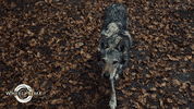 Wot Wheel Of Time GIF by Amazon Prime Video