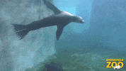 Spin Swimming GIF by Brookfield Zoo