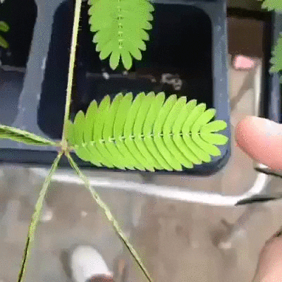 Mimosa Pudica Plant GIF