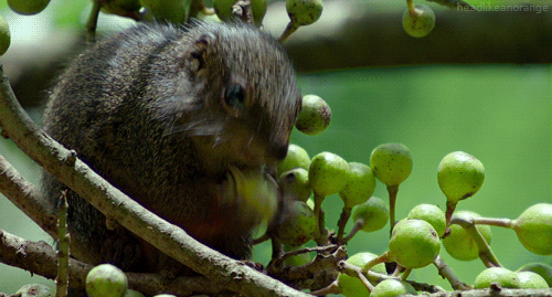 squirrel rodent GIF by Head Like an Orange